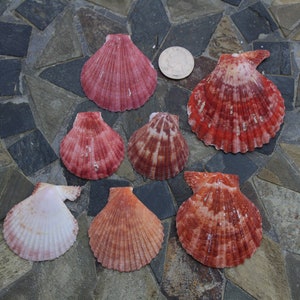 Pink and Orange Scallop Shells, Beach Decor, Wedding Decor, Crafting ...