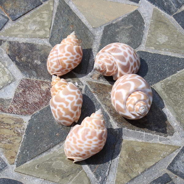 Babylonia Spirata shells 0.75" - 1.75", hermit crab shells, beach decor