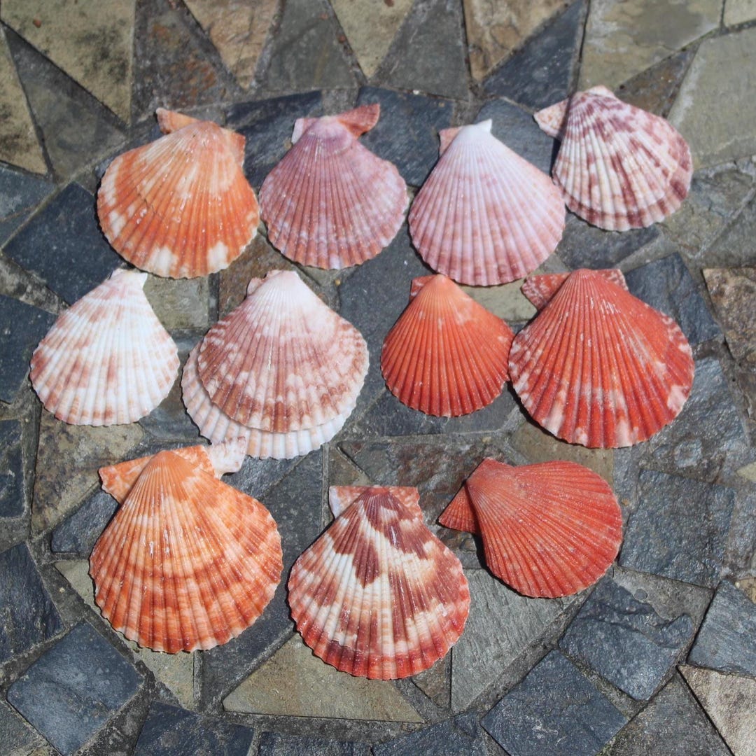 Pink Orange Scallop Shells (set of 25), Beach Wedding Decor - Etsy