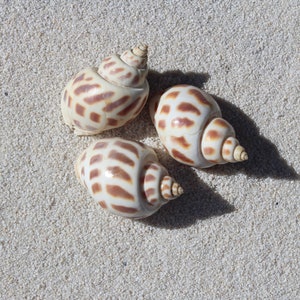 Large assorted Babylonia shells (~2&quot; length) - Hermit crab shells, Air plant shells, Beach decor, Craft supplies