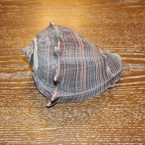May include: A large, textured seashell with a spiral shape. The shell features a mix of gray, brown, and white hues, with prominent ridges and a pointed tip. The shell is a natural, organic item.