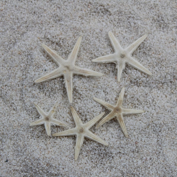 Small white starfish 1" - 2", Beach Decor, Wedding Decor, Crafting supplies