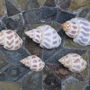 Babylonia Shell Assortment - Hermit Crab shells, Craft shells, Beach decor, Craft supplies