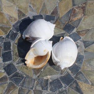 May include: Three white seashells with a smooth texture and a spiral shape are arranged on a mosaic tile surface. One shell reveals a tan interior. The background features a mix of gray, tan, and green tiles.
