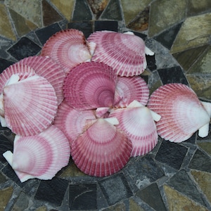 May include: A collection of pink scallop shells with white edges, arranged on a mosaic tile surface. The shells vary in shades of pink, from light to deep rose, and display a ribbed texture.