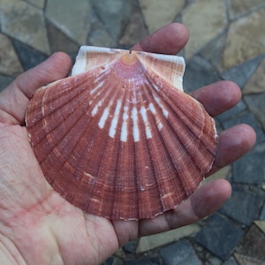 May include: A large, fan-shaped seashell with a reddish-brown hue and white stripes radiating from the center. The shell is held in an open hand, showcasing its intricate texture and natural beauty. The shell's surface has a ribbed texture.