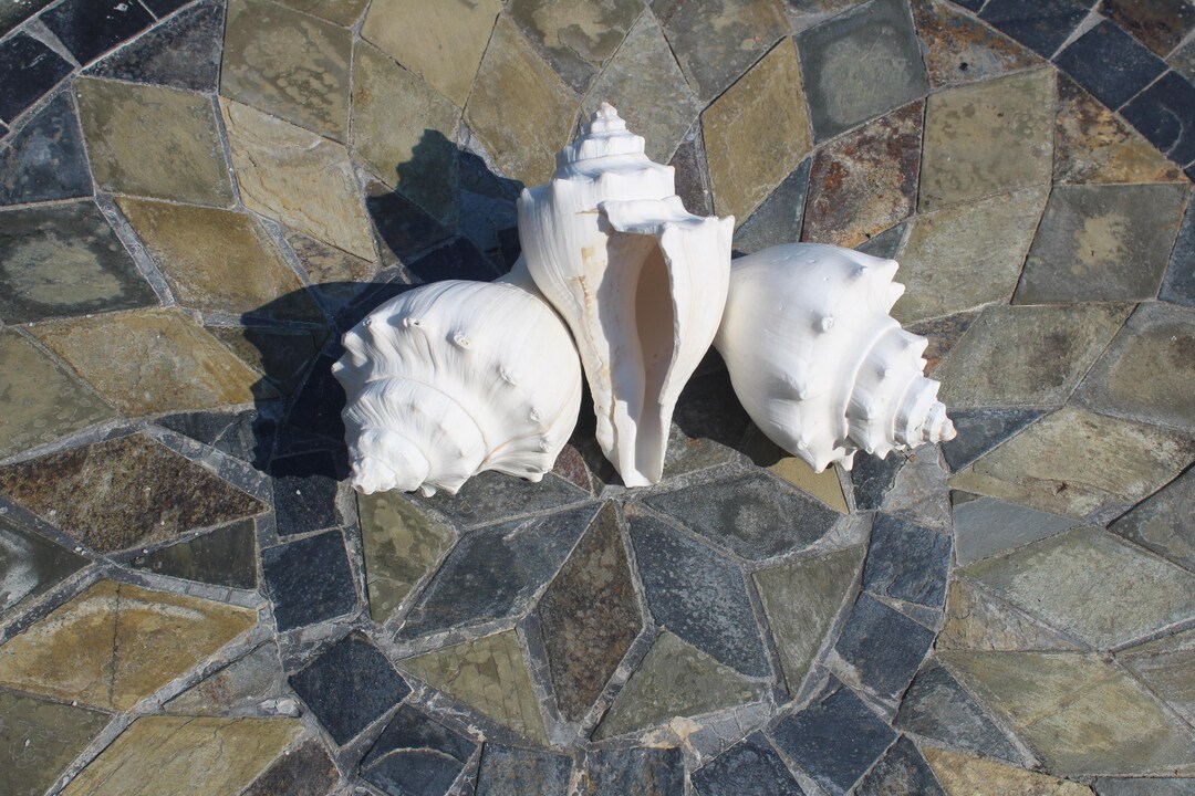 White Vole Shell - Hermit Crab Shell, Air Plant Shell, Beach Decor ...