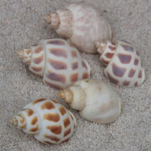 May include: Five seashells with brown, white, and purple patterns. The shells are arranged on a white sandy surface.