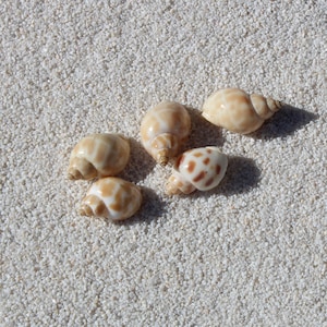 May include: Five small, beige seashells with brown markings are arranged on a white, textured surface. The shells, in various positions, have a spiral shape. The shells are a natural, decorative item.