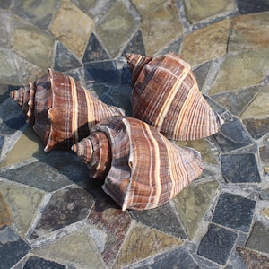May include: Three brown and white striped seashells on a stone tile background.
