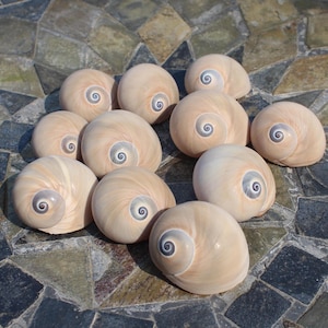 May include: A collection of 10 seashells with a spiral pattern and a light brown color. The shells are arranged in a circle on a stone surface.