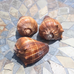 May include: Three brown seashells with a spiral pattern and textured surface. The shells have a mix of light and dark brown hues, with a natural, organic appearance. The shells are arranged on a multi-colored stone surface.