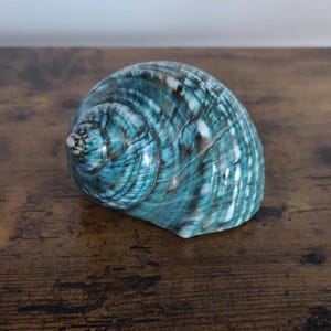 May include: A large, blue and green seashell with a swirling pattern. The shell is smooth and glossy.
