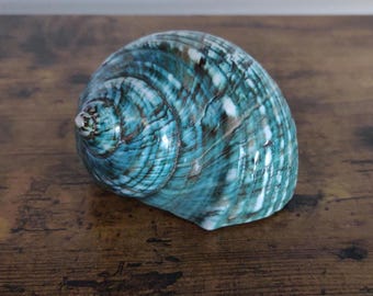 Polished Jade Green Turbo Shell – Beach Decor, Hermit Crab Habitat (4-4.5 inch)