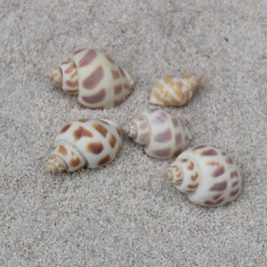 Small Assorted Babylonia shells, Multipack, 1.0-1.5&quot; length - Hermit crab shells, beach decor, craft supplies