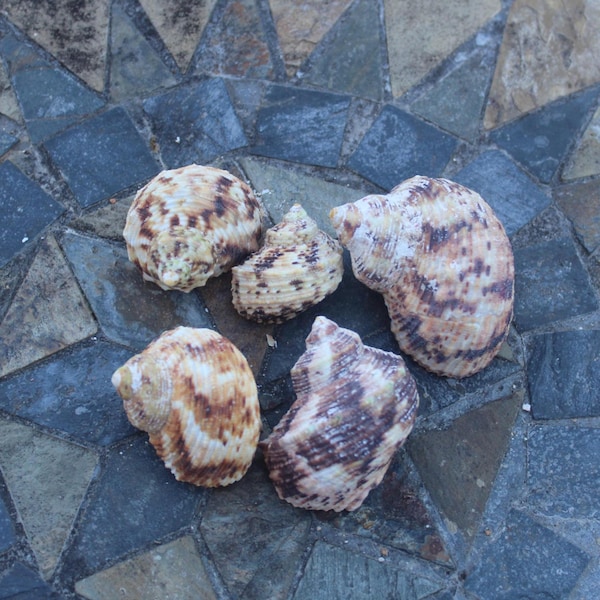 Turbo Snail Shells (1.5" - 2.5" length) - Hermit Crabs, Crafts, Beach decor, Craft supplies