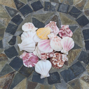 Pecten Amiculam Pink and White Scallop Shells, Beach Decor, Wedding Decor, Crafting supplies, bulk shells