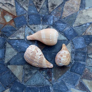 May include: Three seashells with beige and brown patterns rest on a mosaic tile surface. The shells vary in size and shape, with a smooth, polished appearance. The mosaic background features a mix of blue, gray, and brown tiles.