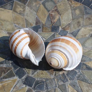 Tun (Tonna) shells - Hermit crab shells, Air plant shells, Beach decor, Craft supplies