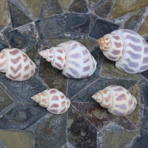 Babylonia Shell Assortment - Hermit Crab shells, Craft shells, Beach decor, Craft supplies