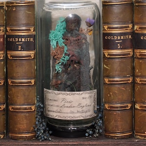 Puede incluir: Un tarro de cristal que contiene un espécimen conservado etiquetado como "Pixie" con una ubicación en Londres, Inglaterra. El tarro está flanqueado por cuatro libros antiguos encuadernados en cuero con letras y adornos dorados, etiquetados como "Goldsmith" y numerados del 1 al 4.