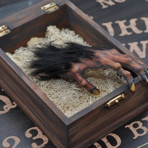 May include: A detailed prop of a werewolf hand with long yellow claws and black fur, displayed in a wooden box with a glass lid. The hand rests on a bed of dried moss, creating a spooky, gothic aesthetic.