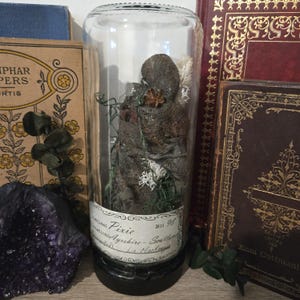May include: A clear glass cloche jar with a black base containing a dark, fibrous, organic-looking specimen. A white paper label on the front reads: Species: Pixie, No: 98, Location: Ayrshire - Scotland, Collected by: Da Mackenzie.