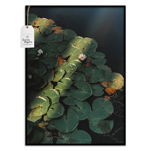 Lily Pad Wall Art, PRINTABLE ART, Lily Print, Flower Print, Flower Wall Art, Petals Print, Lily Pad