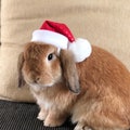 Sparkly Santa Hat for small pets product logo