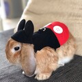 Cute mouse costume with hoodie for full grown lop-eared rabbits product logo