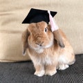 Graduation Hat for small pet product logo