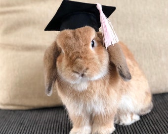 Graduation Hat for small pet