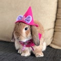 Sorcerer, wizard, witch Hat for pet bunny rabbit and other small pets product logo