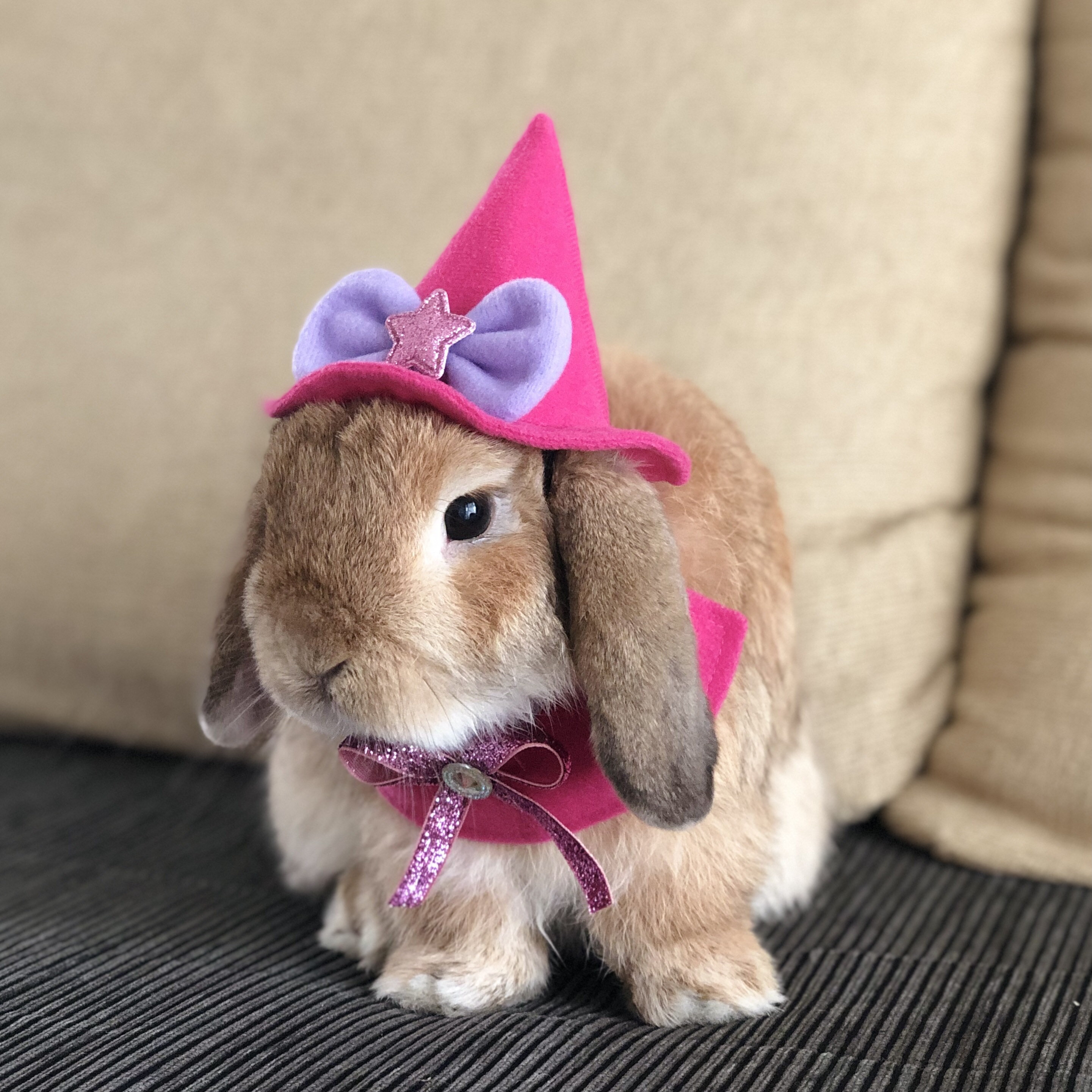 Sorcerer, Wizard, Witch Hat for Pet Bunny Rabbit and Other Small