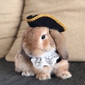 Colonial tricorn pirate hat for pet bunny rabbit and other small pets product logo