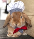Checkered Chef Hat for small to medium pet product logo
