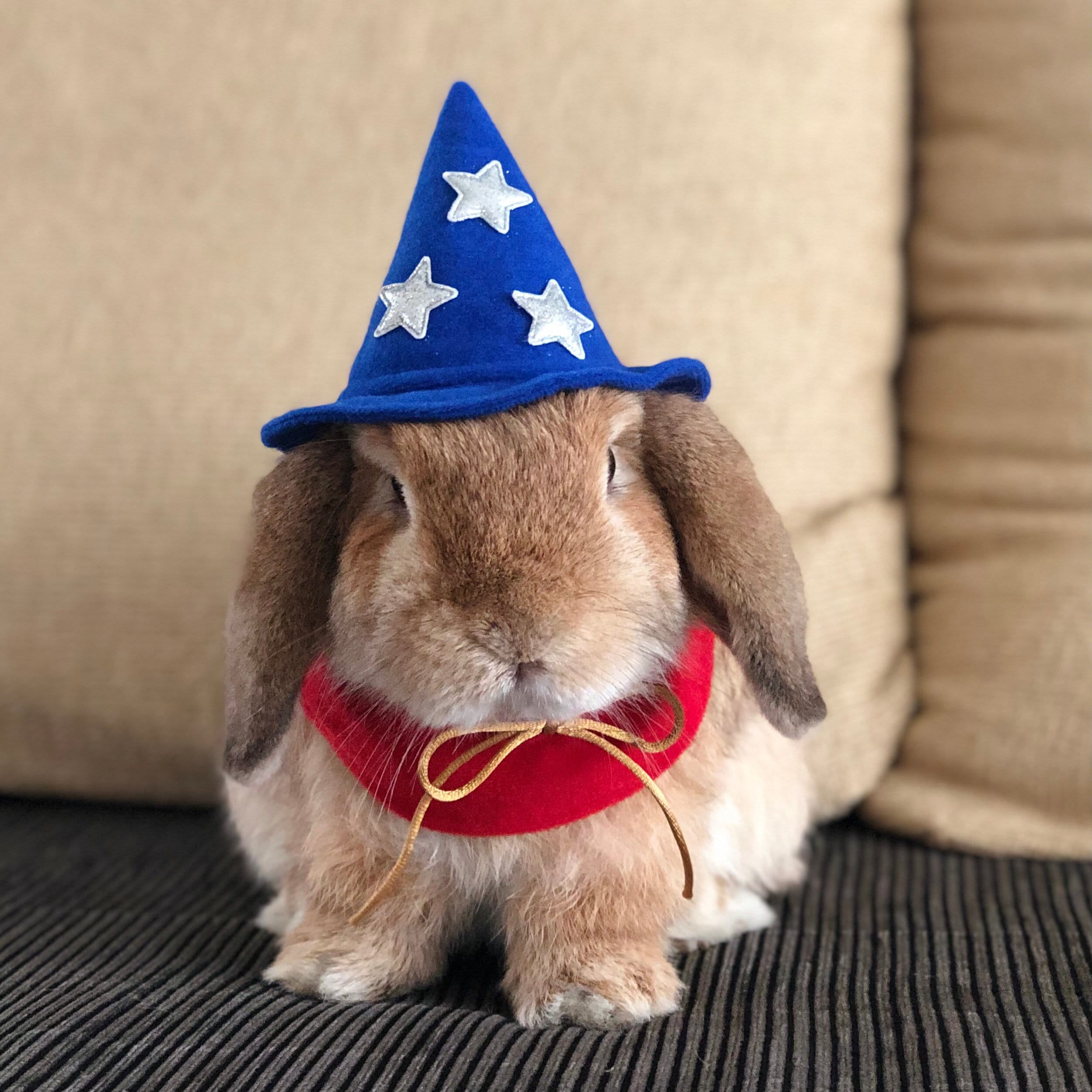 Gorra Para Perro Sombrero De Conejo Para Gato, Disfraz De Mascota