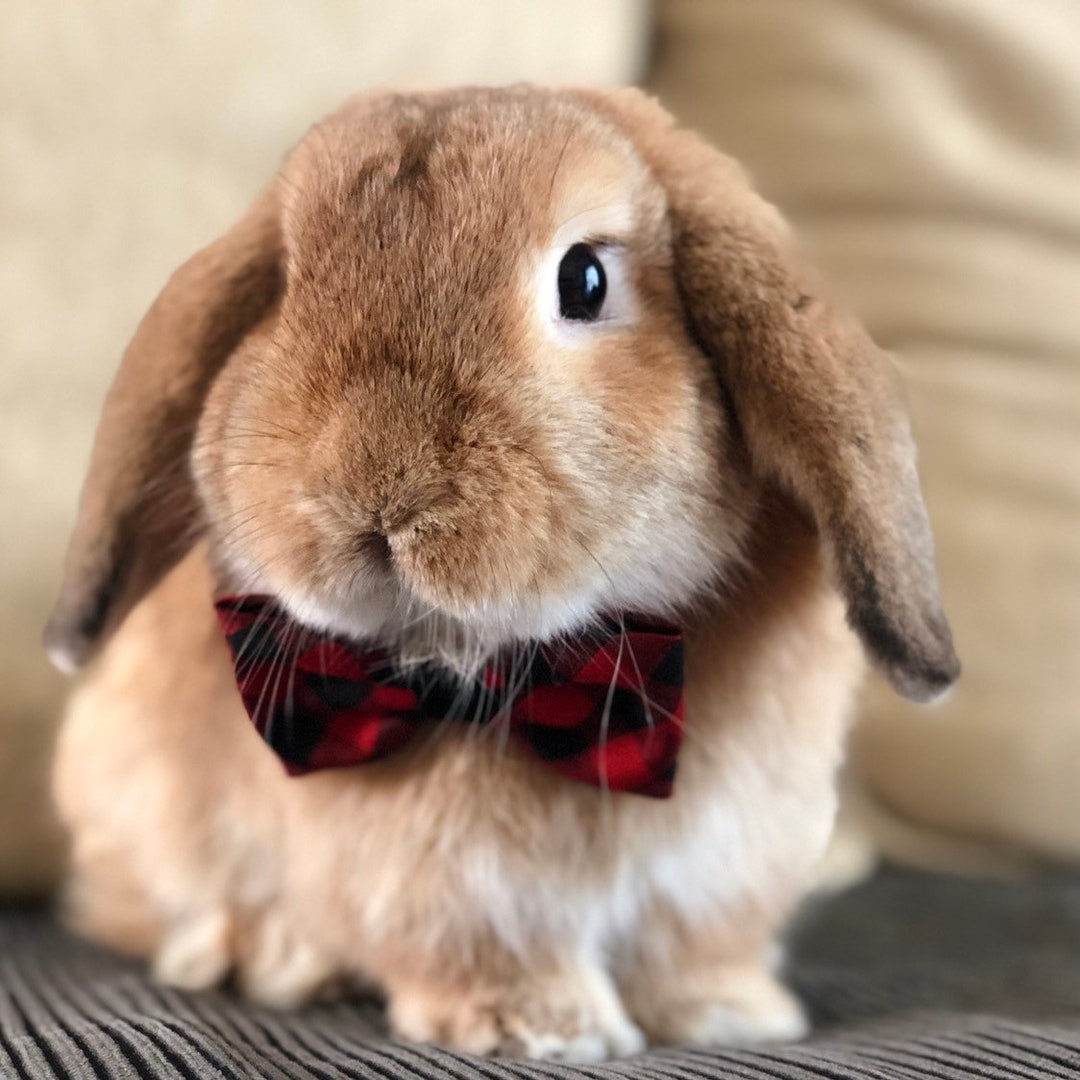 bow tie pet collar