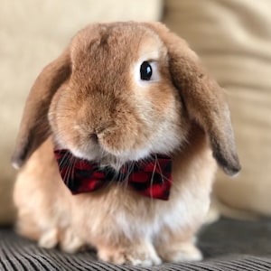 Bow tie collar for small pet