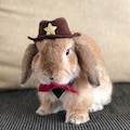 Cowboy Hat for pet bunny rabbit and other small pets product logo