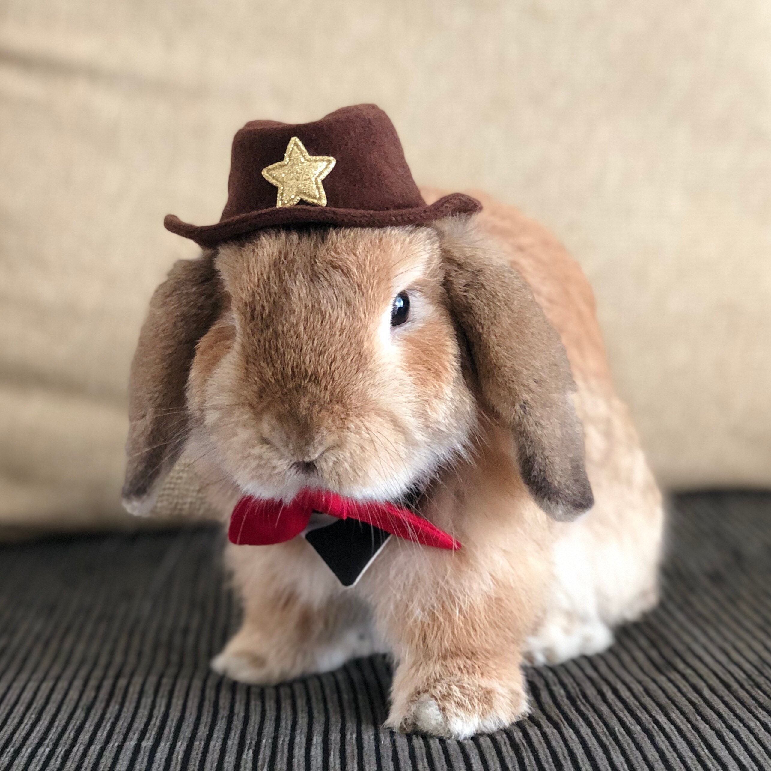 Chapeau de cowboy pour lapin de compagnie et autres petits animaux