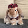 Plaid/Tartan Hat and Bow Tie collar set for pet bunny rabbit and other small pets product logo