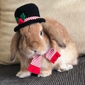 Snowman Top hat for pet bunny rabbits and other small pets product logo