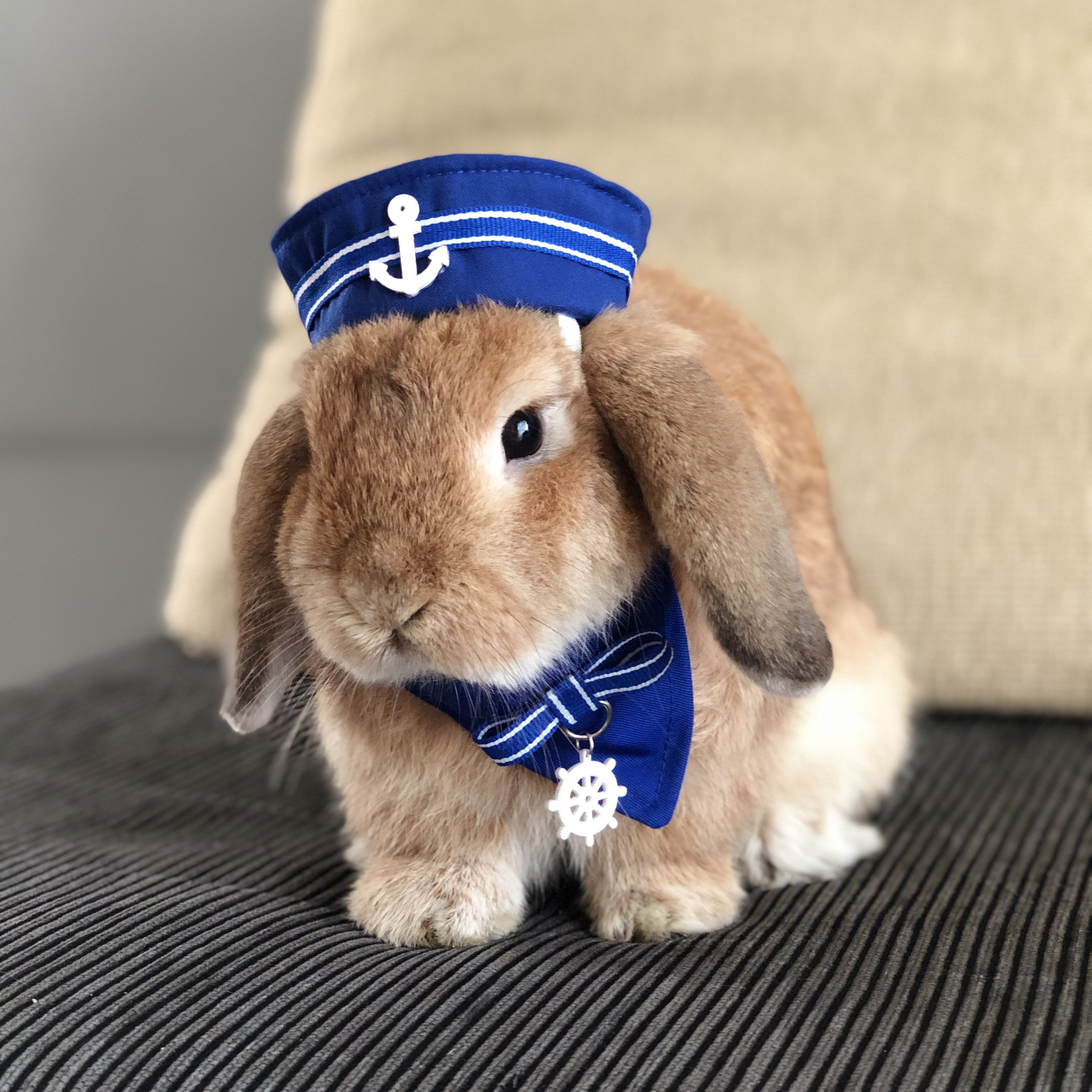 Blue Sailor Hat for Pet Bunny Rabbit 