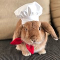 Chef Hat for small to medium pet product logo