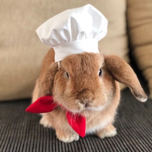 Chef Hat for small to medium pet
