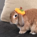 Pumpkin beret hat for small pets product logo