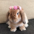 Flower crown for pet bunny rabbits product logo
