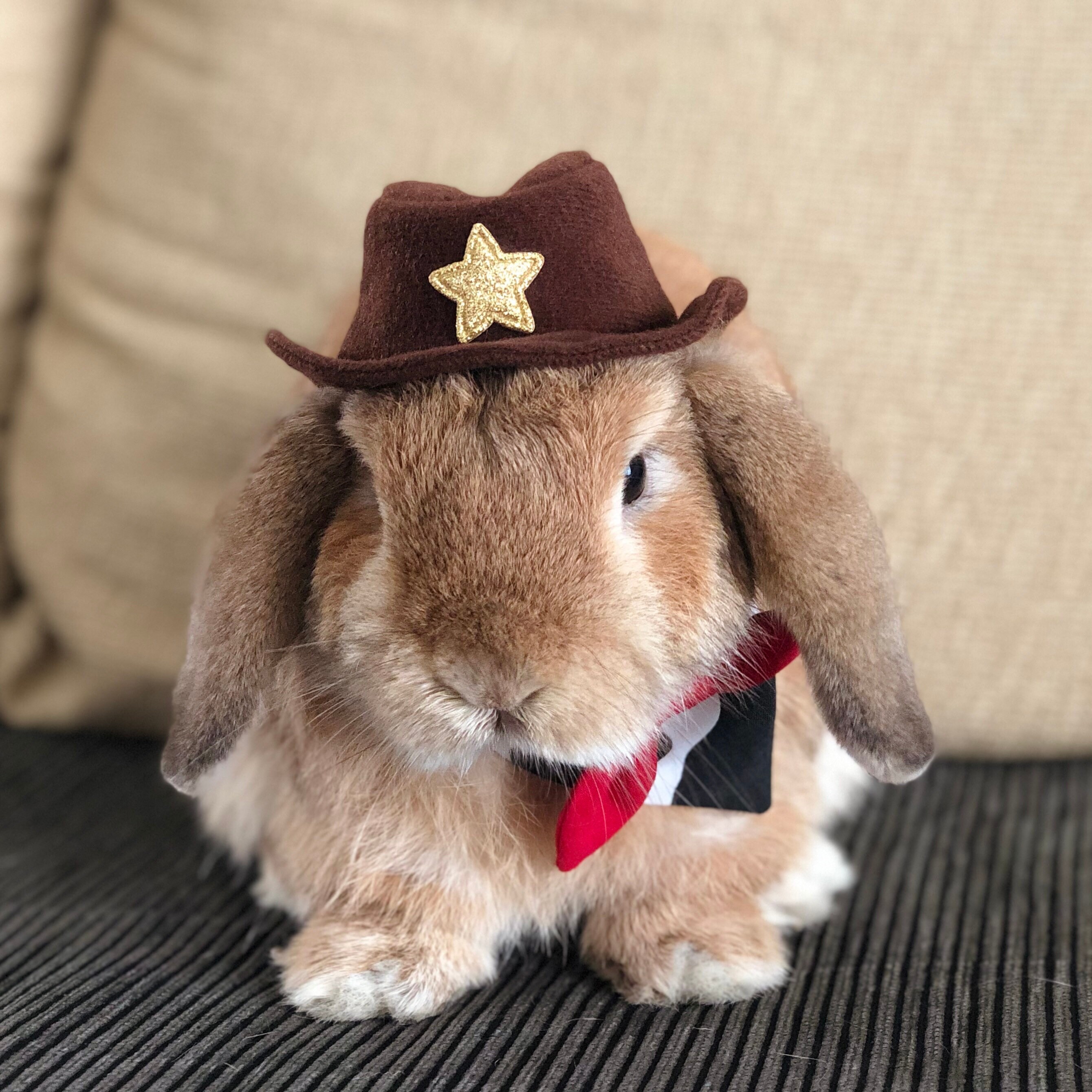 Cowboy Hat for Pet Bunny Rabbit and Other Small Pets Etsy