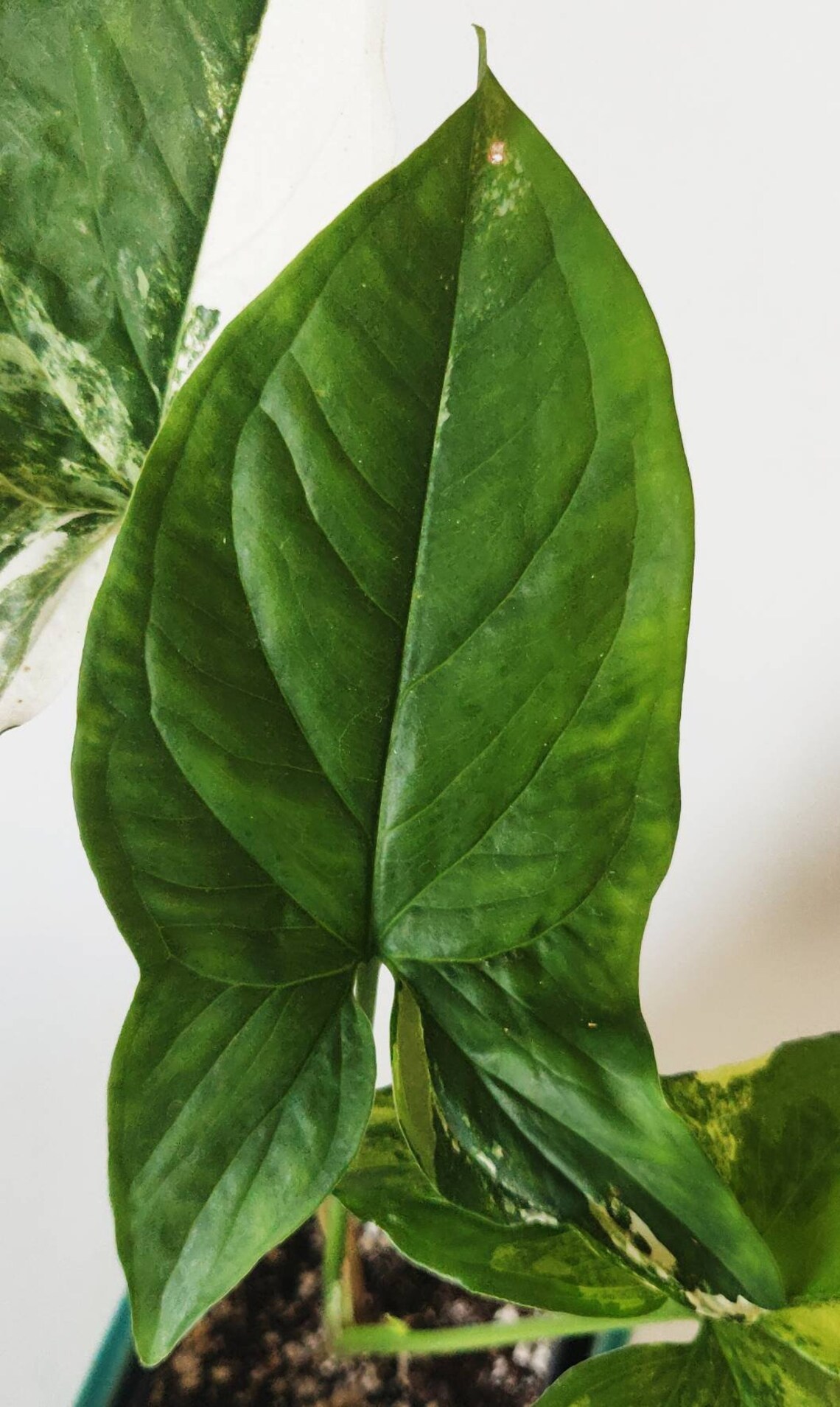 Variegated Arrowhead Vine / Syngonium Podophyllum Etsy